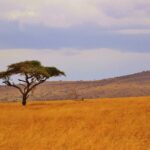 A lone umbrella acacia on a plain of golden grass, wooded hills on the horizon