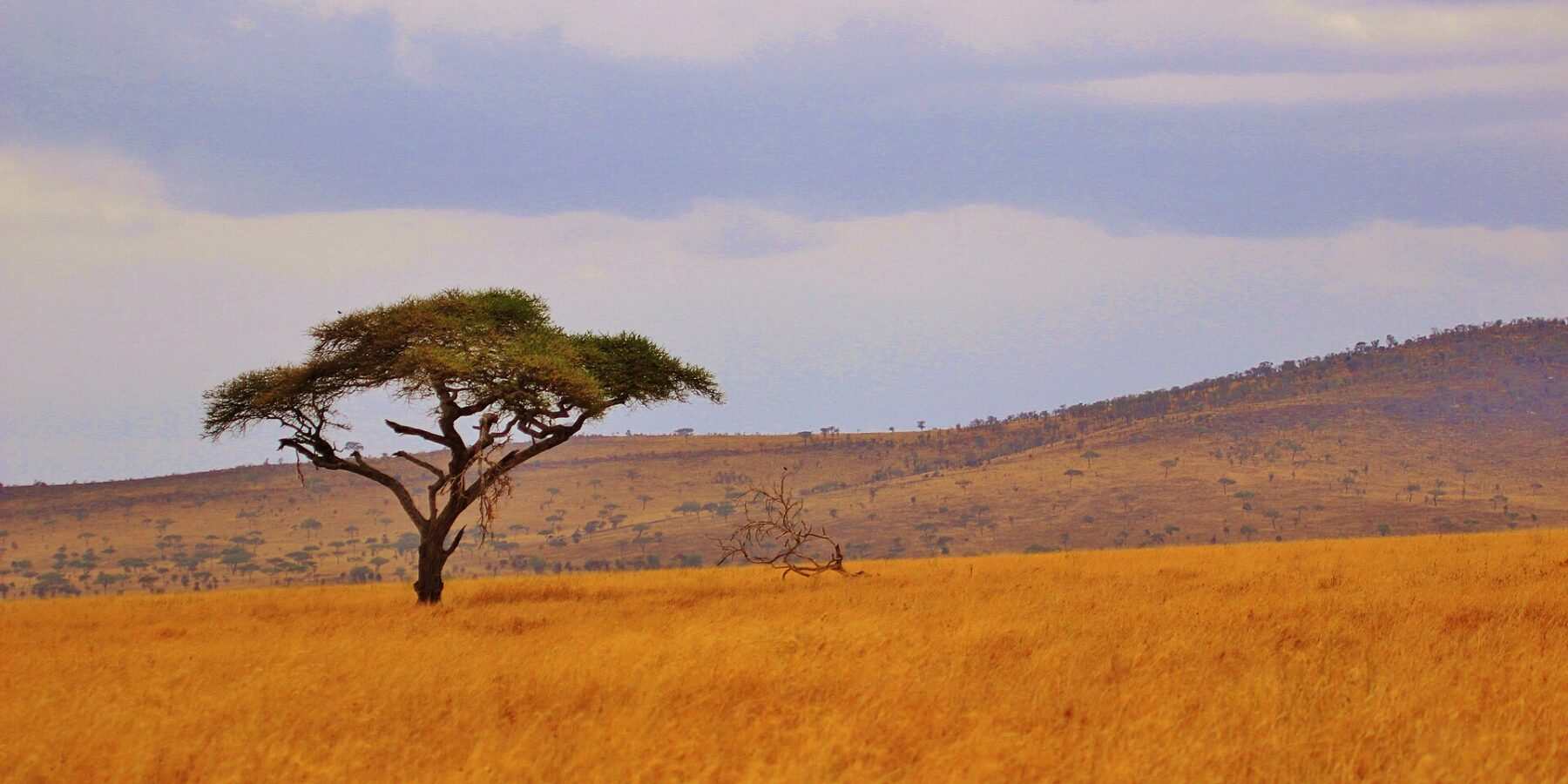 A lone umbrella acacia on a plain of golden grass, wooded hills on the horizon