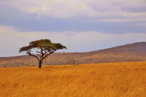 A lone umbrella acacia on a plain of golden grass, wooded hills on the horizon