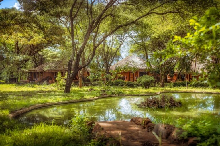 A pond in a garden of acacias, in front of thatched buildings