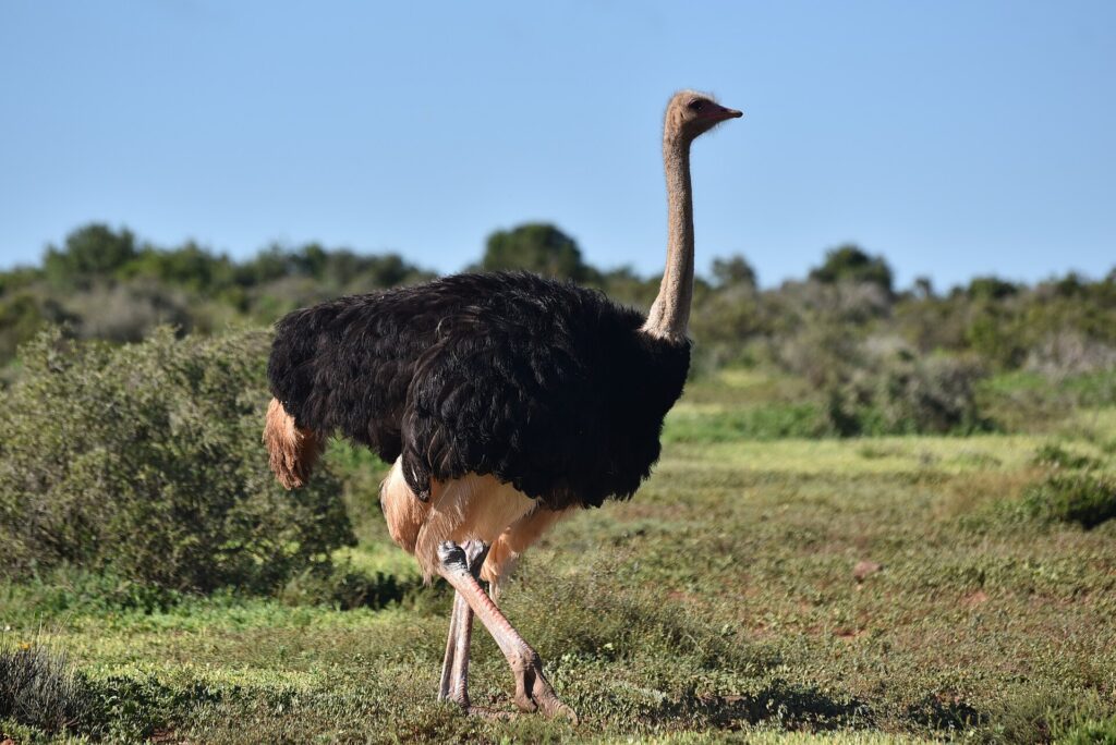 A male ostrich with black plumage and pale beige wing tips and tail walks on short grass, its long gray neck raised, low bush behind it under a blue sky