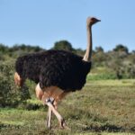A male ostrich with black plumage and pale beige wing tips and tail walks on short grass, its long gray neck raised, low bush behind it under a blue sky