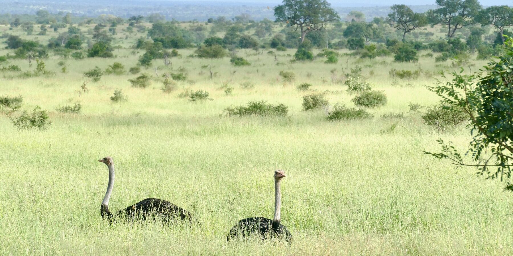 Two male ostriches with black bodies and long gray necks stand above the tall green grass of a plain dotted with bushes