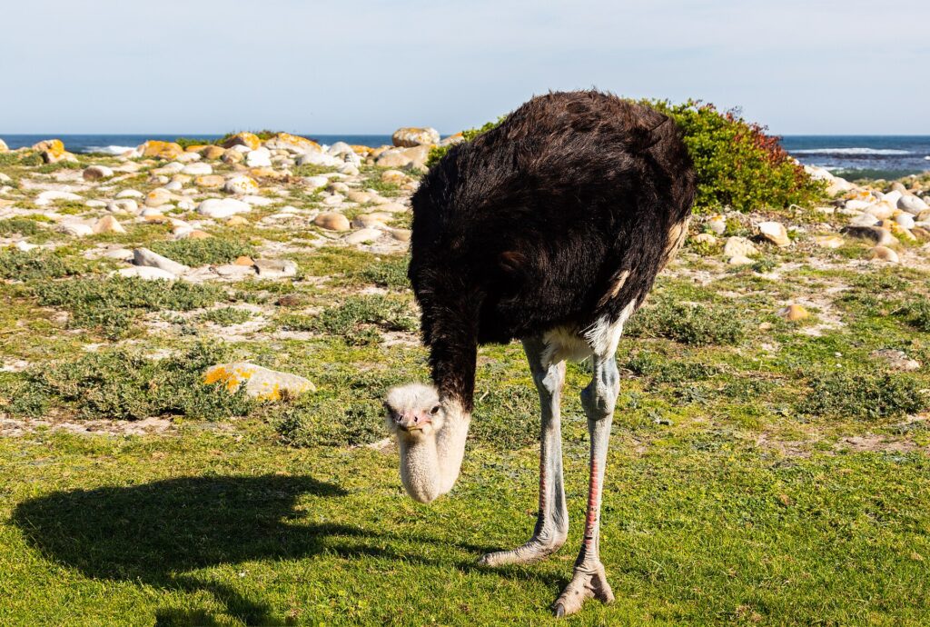 A male ostrich tilts its head toward the short grass, with black plumage, a blue-gray neck and reddened legs, pale rocks and the ocean behind it