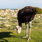 A male ostrich tilts its head toward the short grass, with black plumage, a blue-gray neck and reddened legs, pale rocks and the ocean behind it