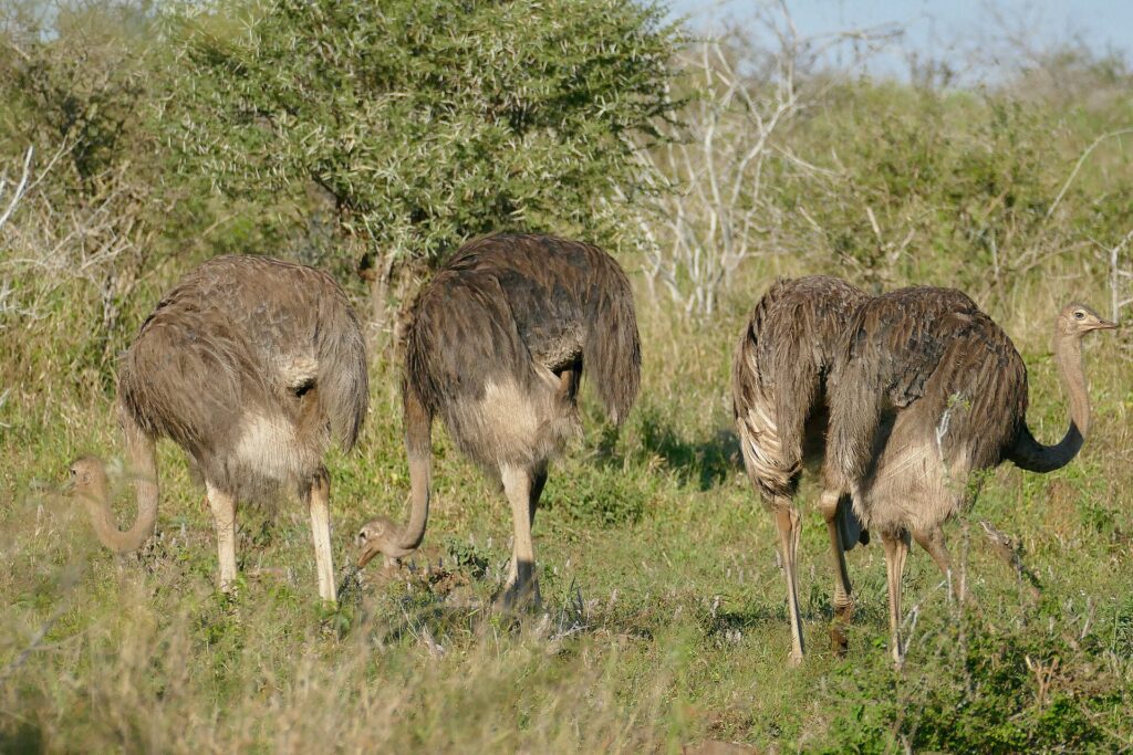 Four gray-brown female ostriches graze with their heads down in the green grass in front of an acacia, one of them raising its neck
