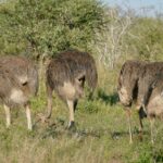 Four gray-brown female ostriches graze with their heads down in the green grass in front of an acacia, one of them raising its neck