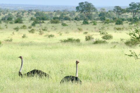 Two male ostriches with black bodies and long gray necks stand above the tall green grass of a plain dotted with bushes