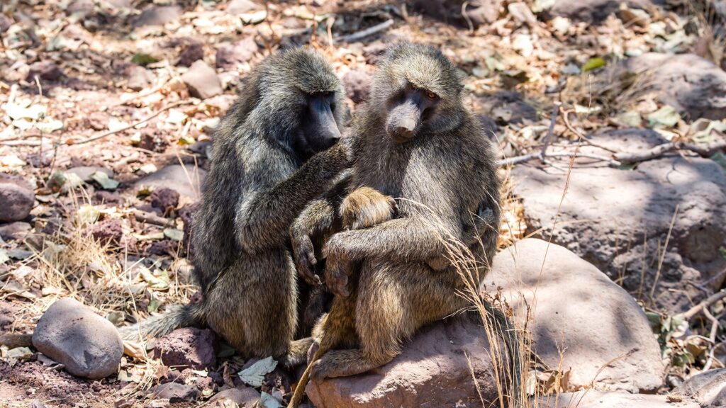 Two olive baboons sitting on rocks, one grooming the other, which holds a baby against its body