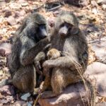Two olive baboons sitting on rocks, one grooming the other, which holds a baby against its body
