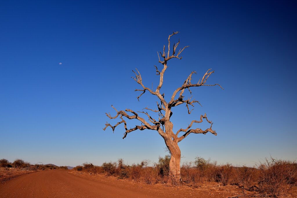 A dead leadwood tree with bare branches stands beside a red dirt track, the moon in a deep blue dry-season sky