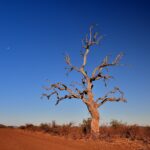 A dead leadwood tree with bare branches stands beside a red dirt track, the moon in a deep blue dry-season sky