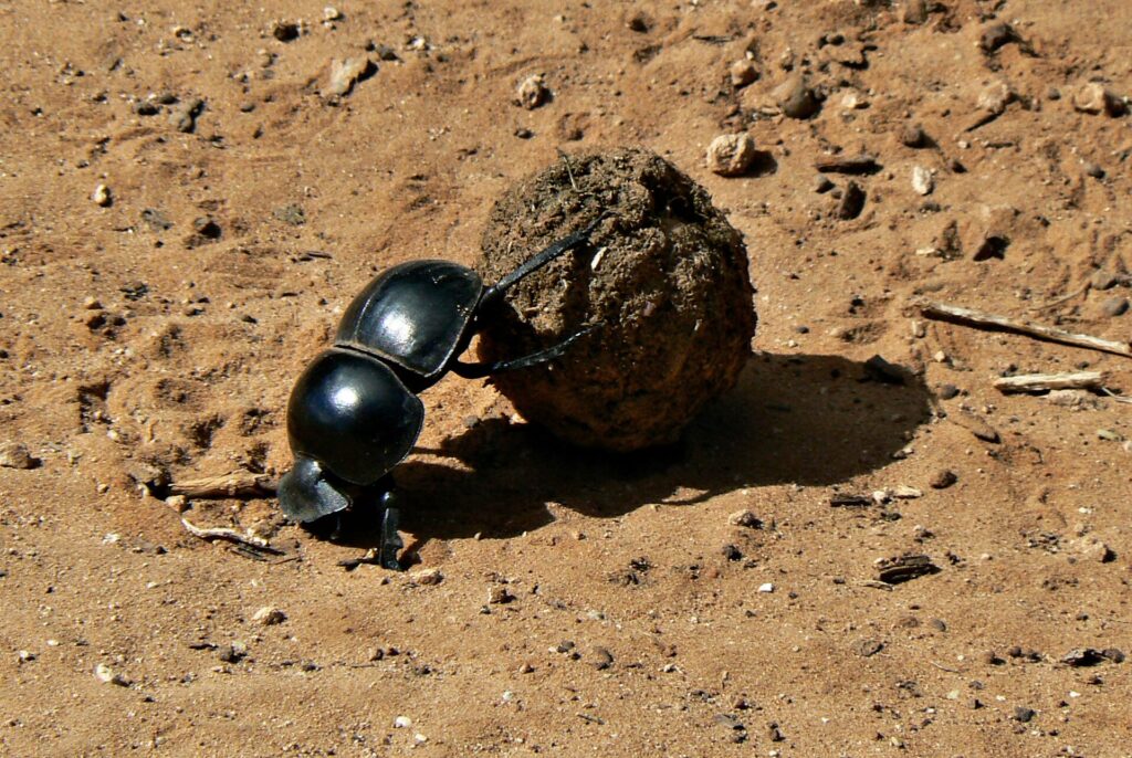A shiny black dung beetle uses its hind legs to push a ball of dung bigger than itself across the red earth of a track