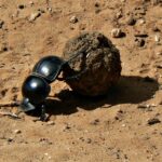 A shiny black dung beetle uses its hind legs to push a ball of dung bigger than itself across the red earth of a track
