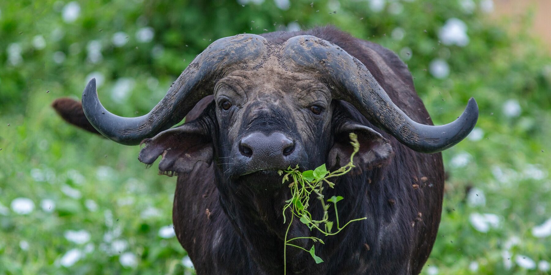 A buffalo seen head-on, its helmet of horns fused across the forehead, a green stem in its mouth, surrounded by flies