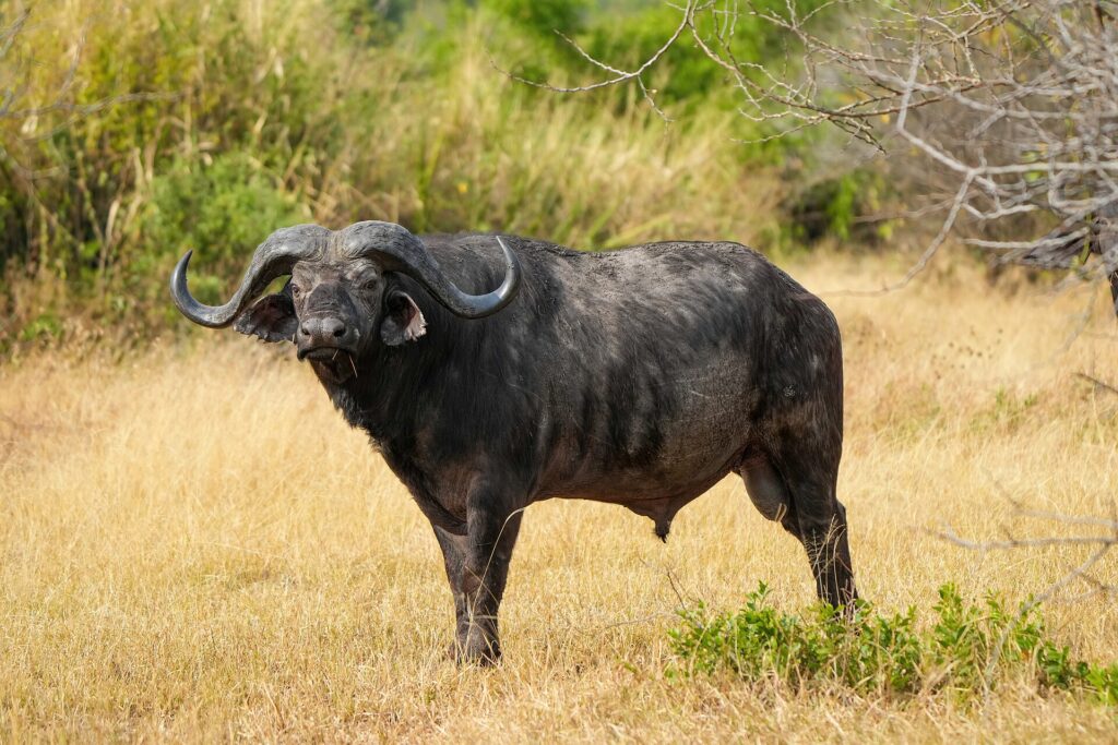 A male buffalo standing side-on in yellow grass, its head turned toward the camera, with thick horns and fringed ears