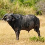 A male buffalo standing side-on in yellow grass, its head turned toward the camera, with thick horns and fringed ears