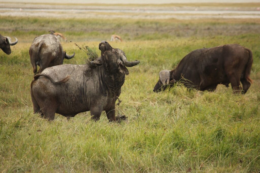 A buffalo caked in dried mud raises its head, a tuft of grass caught on its horns, two others grazing behind it