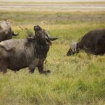 A buffalo caked in dried mud raises its head, a tuft of grass caught on its horns, two others grazing behind it