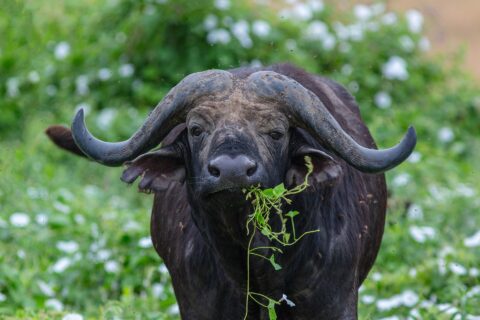 A buffalo seen head-on, its helmet of horns fused across the forehead, a green stem in its mouth, surrounded by flies