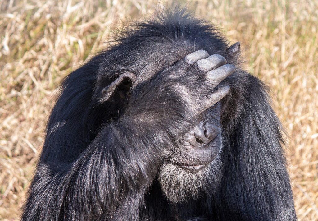 Close-up of an old gray-bearded chimpanzee, his hand resting on his forehead in front of his eyes, dry grass behind him