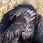 Close-up of an old gray-bearded chimpanzee, his hand resting on his forehead in front of his eyes, dry grass behind him