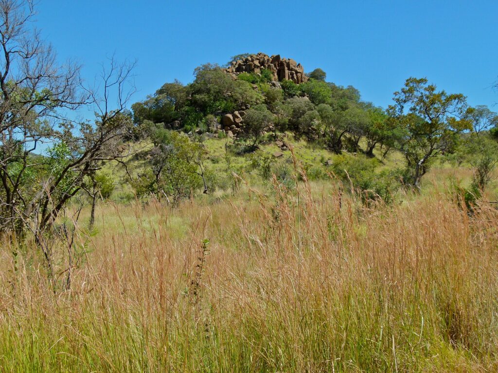 A hill crowned with large brown boulders and green trees rises behind tall golden grass, under a cloudless blue sky