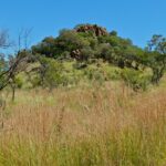 A hill crowned with large brown boulders and green trees rises behind tall golden grass, under a cloudless blue sky
