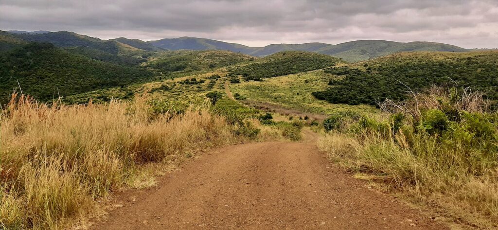 A red dirt track runs down between tall golden grass toward green hills rolling to the horizon under a gray sky