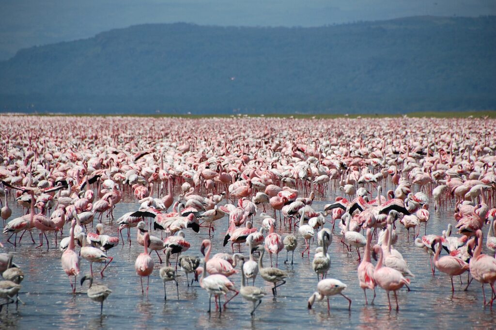 Thousands of pink lesser flamingos, with a few gray juveniles, cover the shallow water of the lake to the horizon in front of dark hills