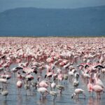 Thousands of pink lesser flamingos, with a few gray juveniles, cover the shallow water of the lake to the horizon in front of dark hills