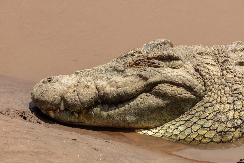 Close-up of a Nile crocodile's head resting on wet sand, its eye closed, teeth sticking out of the jaw, brown water behind