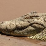 Close-up of a Nile crocodile's head resting on wet sand, its eye closed, teeth sticking out of the jaw, brown water behind