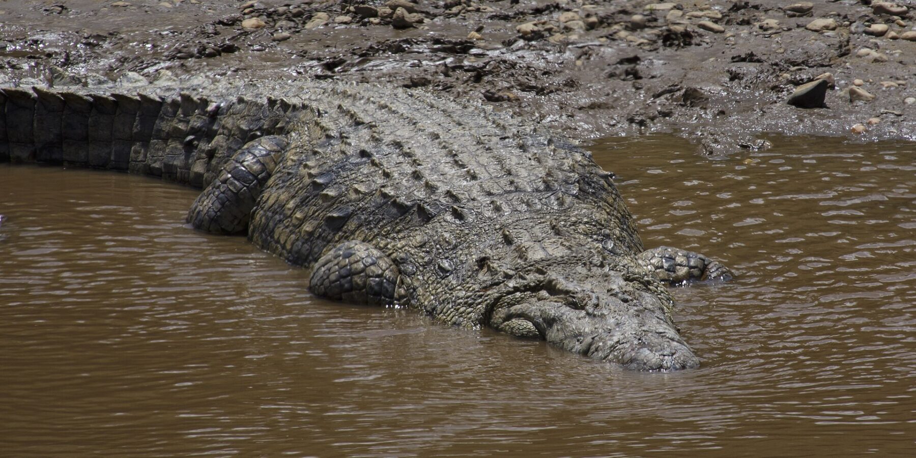 A large Nile crocodile slides from a bank of mud and pebbles into the brown water, its armored back seen from above, its head already underwater