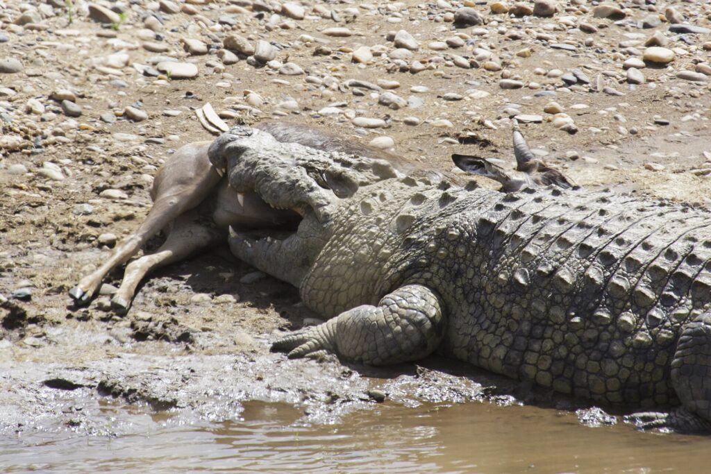 A Nile crocodile lying on a pebble bank holds a dead antelope in its jaws, the prey's legs still visible