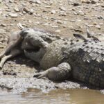A Nile crocodile lying on a pebble bank holds a dead antelope in its jaws, the prey's legs still visible
