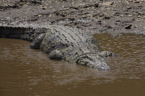 A large Nile crocodile slides from a bank of mud and pebbles into the brown water, its armored back seen from above, its head already underwater
