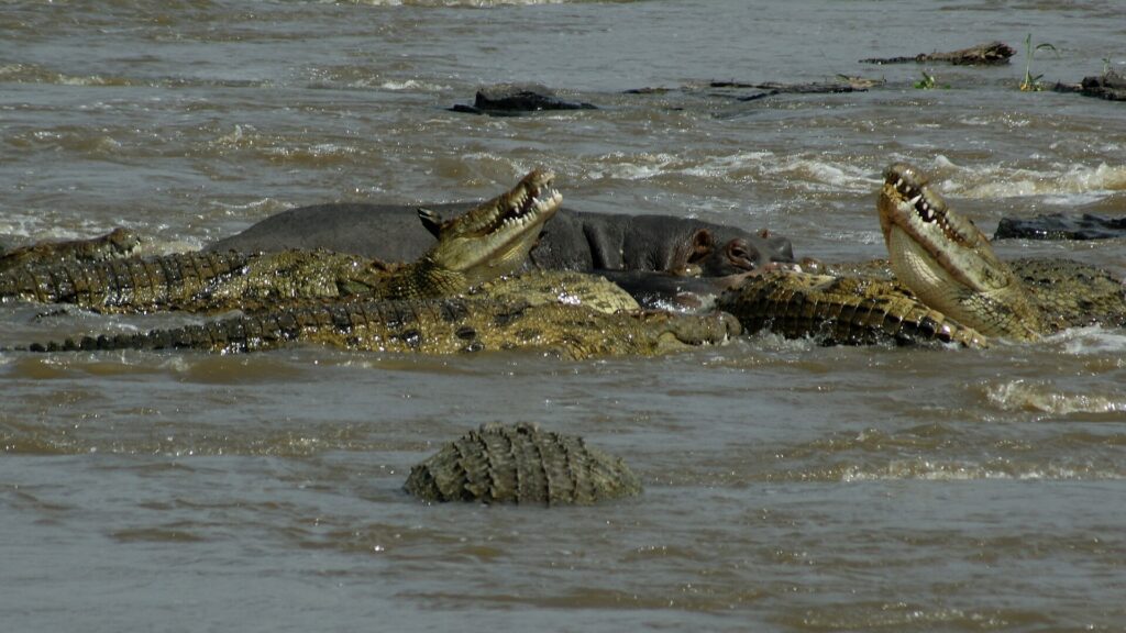 Five Nile crocodiles with open jaws crowd together in the muddy water of the river, a hippo behind them