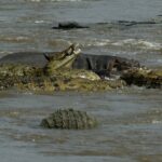 Five Nile crocodiles with open jaws crowd together in the muddy water of the river, a hippo behind them