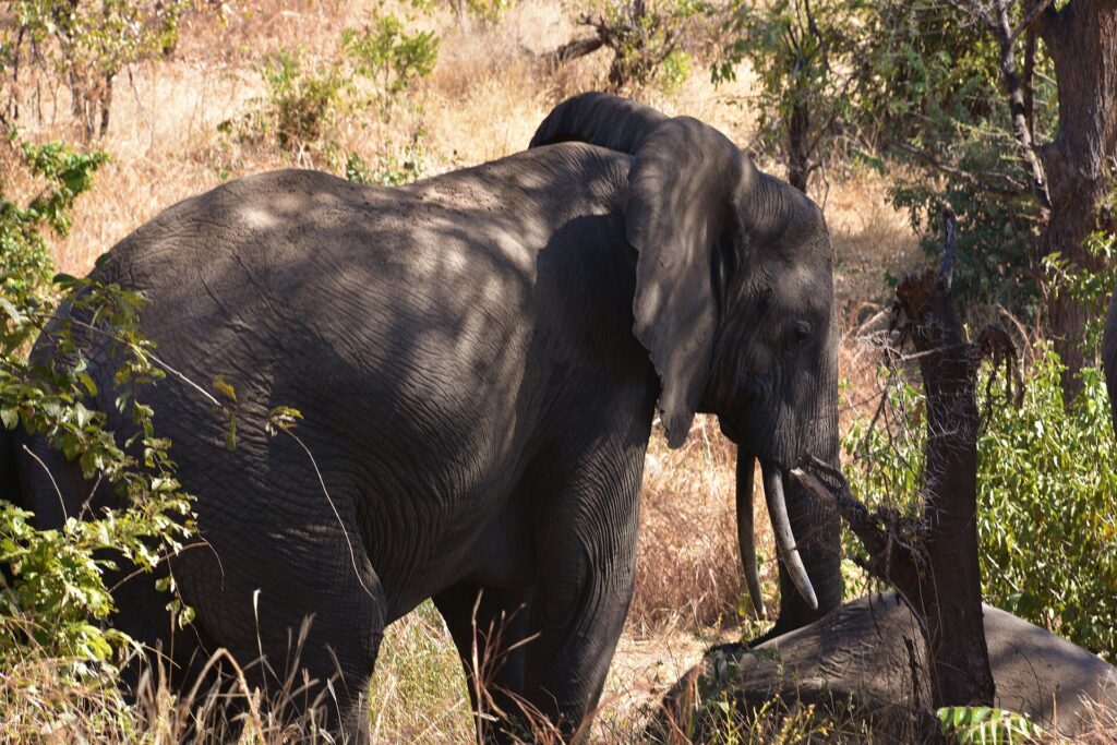 An elephant seen at three-quarter view in tall dry grass, ear spread and tusks visible, in the shade of the trees
