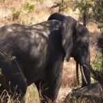 An elephant seen at three-quarter view in tall dry grass, ear spread and tusks visible, in the shade of the trees
