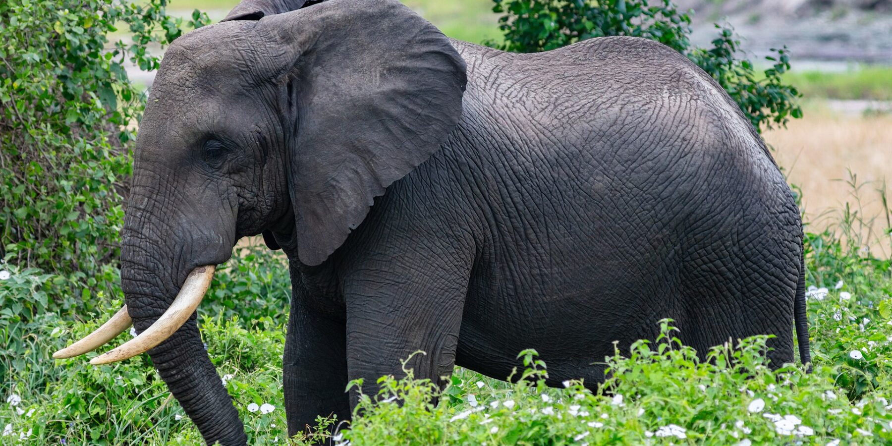 An elephant in profile in green vegetation dotted with white flowers, its ear spread and its tusks curving forward