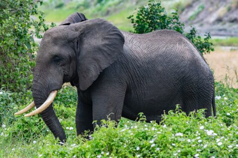An elephant in profile in green vegetation dotted with white flowers, its ear spread and its tusks curving forward