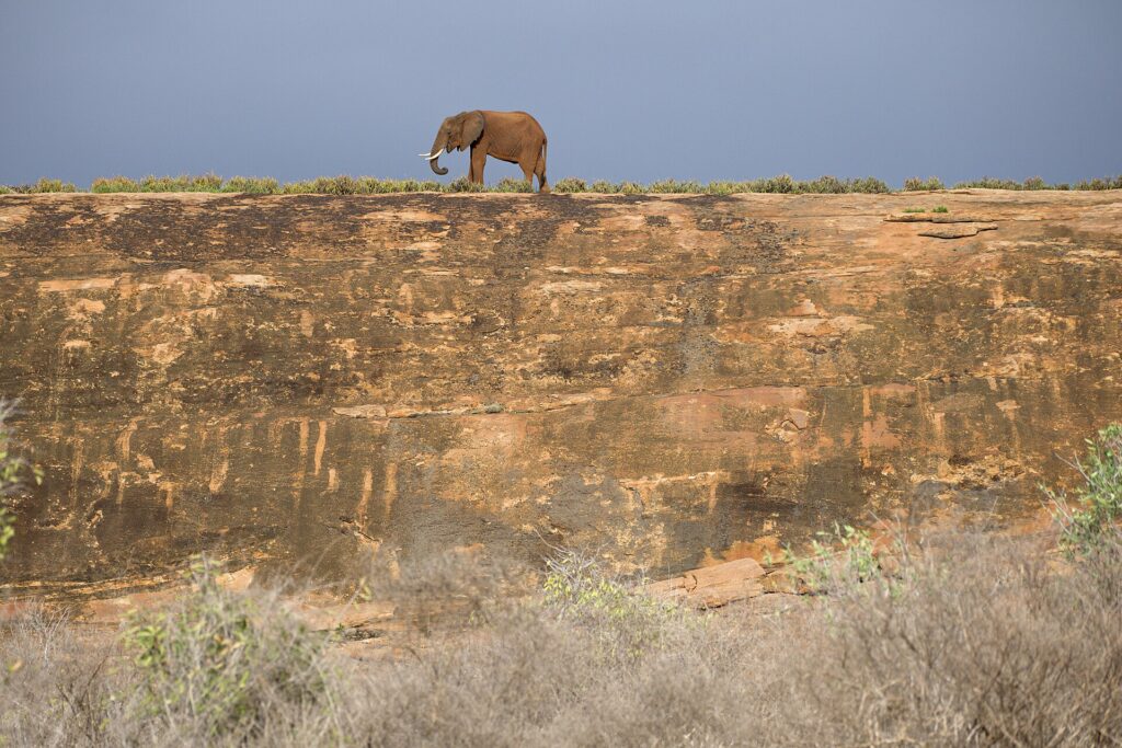 A lone elephant walks along the top of a large slab of ocher rock, outlined against a gray-blue stormy sky