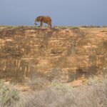 A lone elephant walks along the top of a large slab of ocher rock, outlined against a gray-blue stormy sky