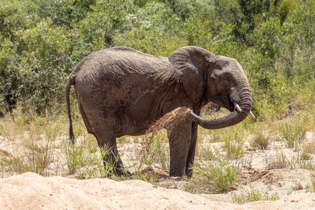An elephant standing in the sand of a dry riverbed throws sand over its flank with its trunk, green bush behind it