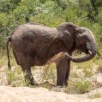 An elephant standing in the sand of a dry riverbed throws sand over its flank with its trunk, green bush behind it