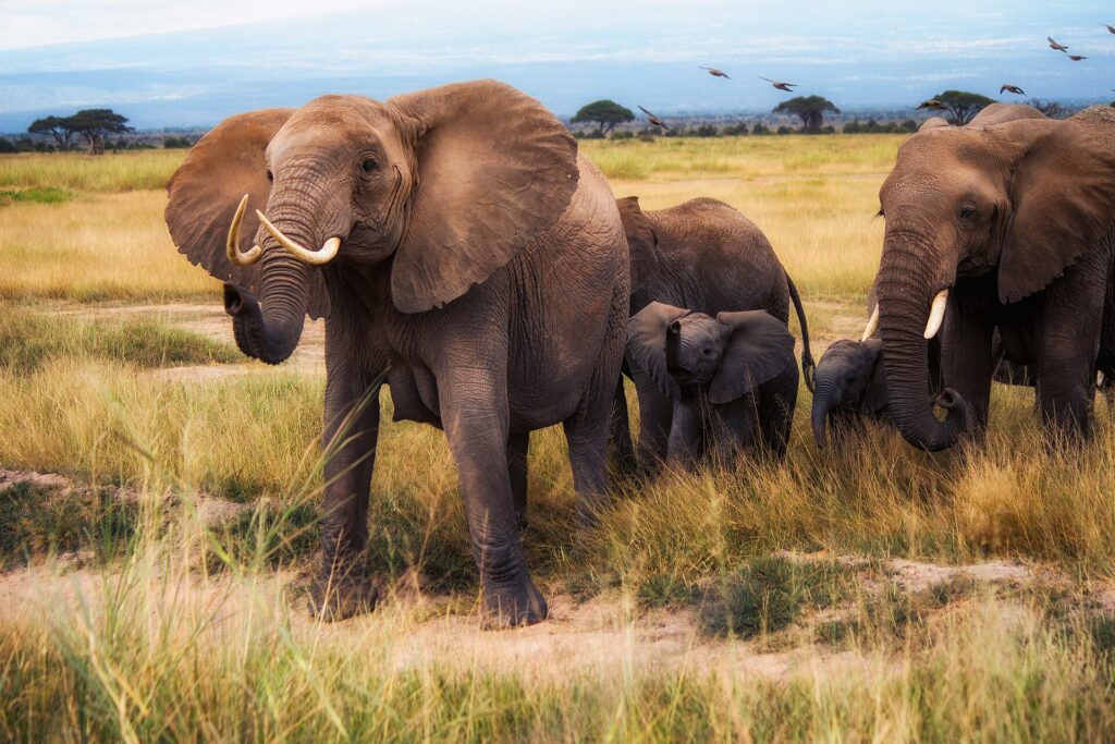An elephant family walks through dry grass toward the camera, a female with her ears spread in front of two calves, birds flying above the acacias