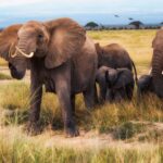 An elephant family walks through dry grass toward the camera, a female with her ears spread in front of two calves, birds flying above the acacias