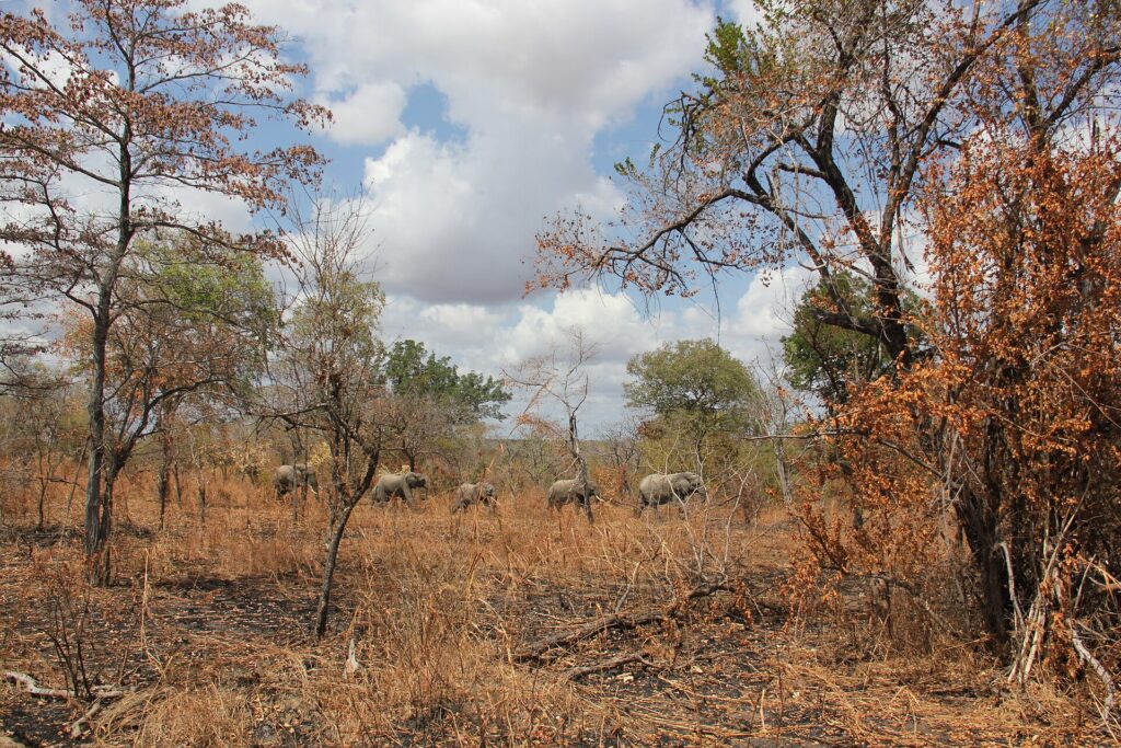 Five elephants walk in single file in the distance through open miombo woodland with russet leaves, under a cloudy sky